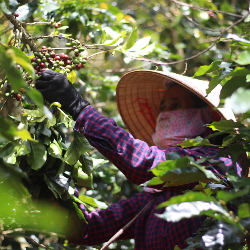 Does Vietnam Produce Arabica Coffee?